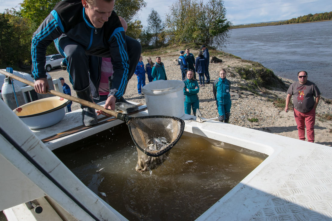 рыба в реке зея